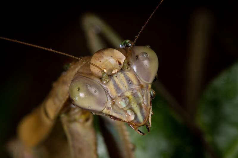 500px provided description: Praying Mantis 01 []