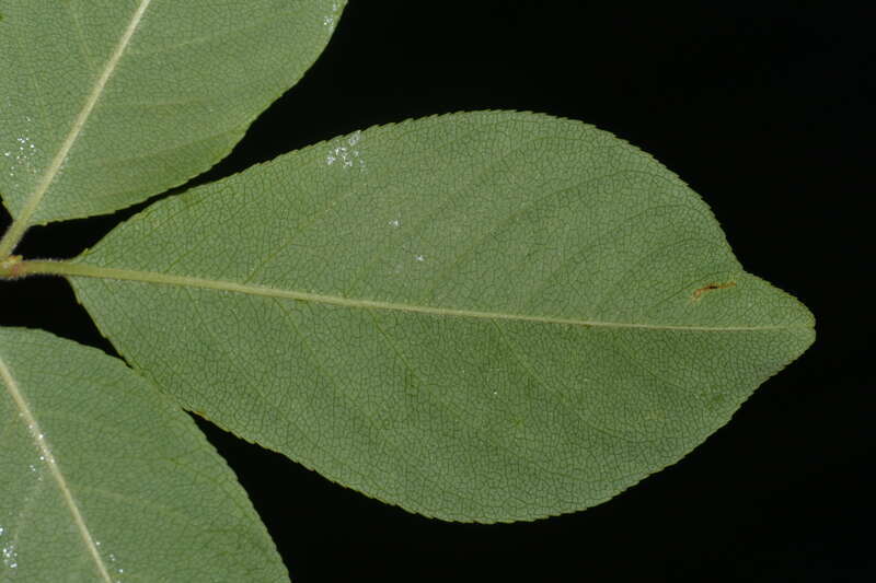 Abaxial surface of a Prunus alabamensis (Alabama cherry) leaf