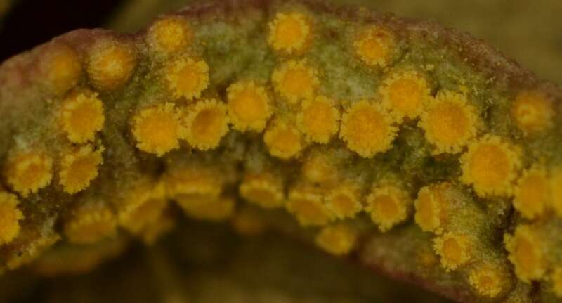 spring beauty rust (Puccinia mariae-wilsoniae)