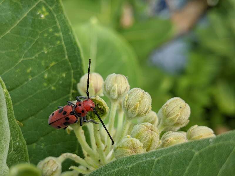 Red Milkweed Beetle (Tetraopes tetrophthalmus) Consuming Common Milkweed Flower