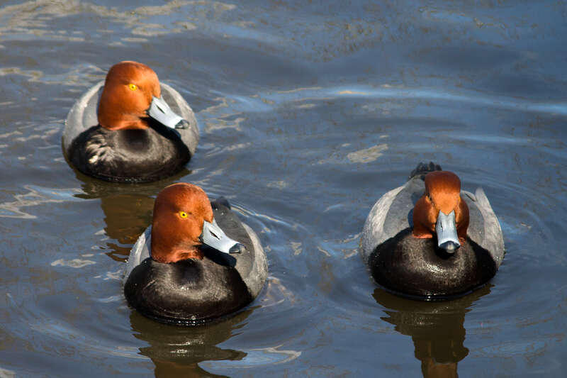 Three Redhead Ducks at the Buttonwood Park Zoo in New Bedford, Massachusetts.