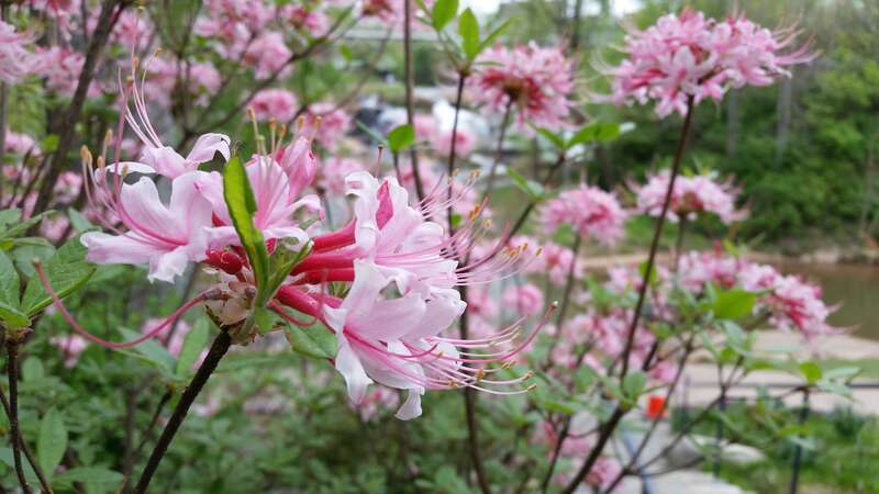 A closup of Rhododendron canescens flowers in Greenville, South Carolina