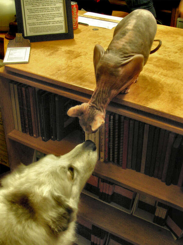 the borderlands bookstore cat, see the group
there are also more photos of  nesca, here.
