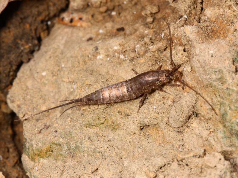 Rock Bristletail on Ordovician sedimentary rocks. Lowden State Park, Ogle County, Illinois.
