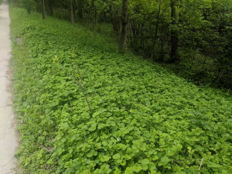 Rubus Parvifolia colonizing disturbed soil along a sidewalk