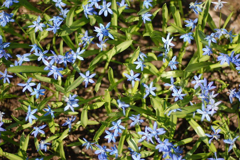 Siberian Squill (Othocallis siberica)