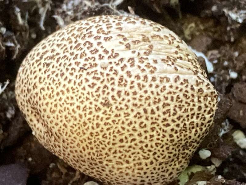 common earthball (Scleroderma citrinum)