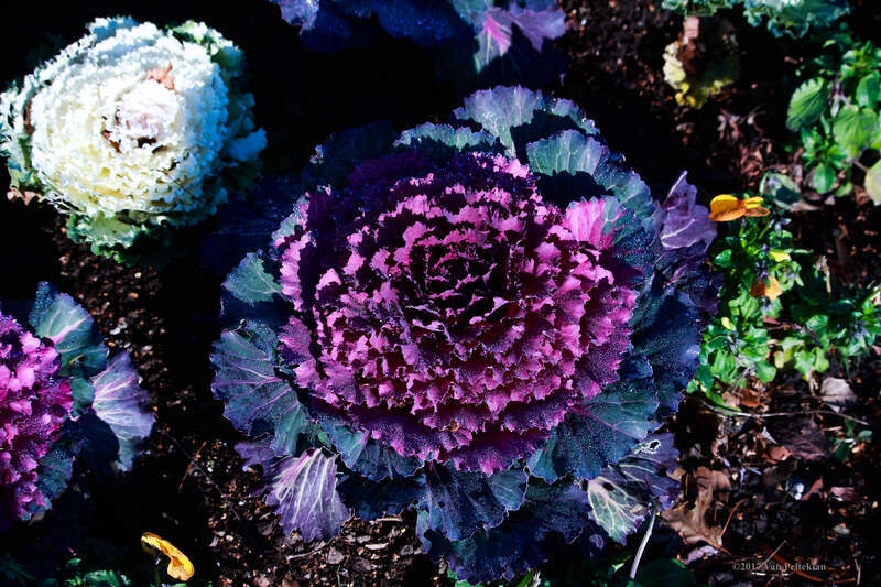 500px provided description: Shades of purple. [#winter ,#nature ,#flower ,#floral ,#blue ,#leaf ,#plant ,#still life ,#purple ,#flora ,#cabbage ,#in bloom ,#decorative cabbage]