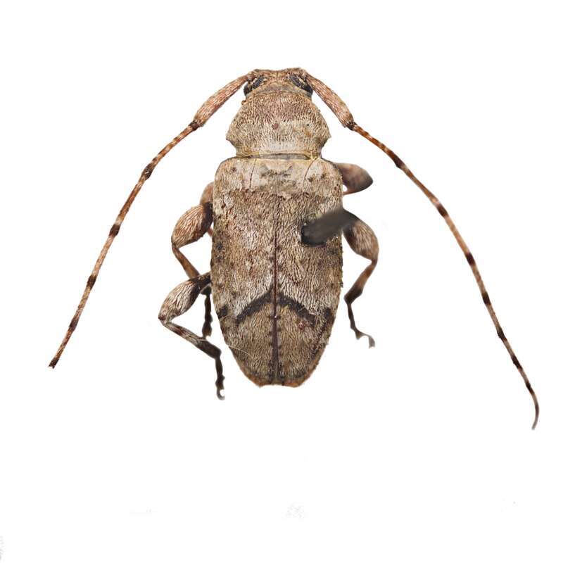 Sternidius mimeticus