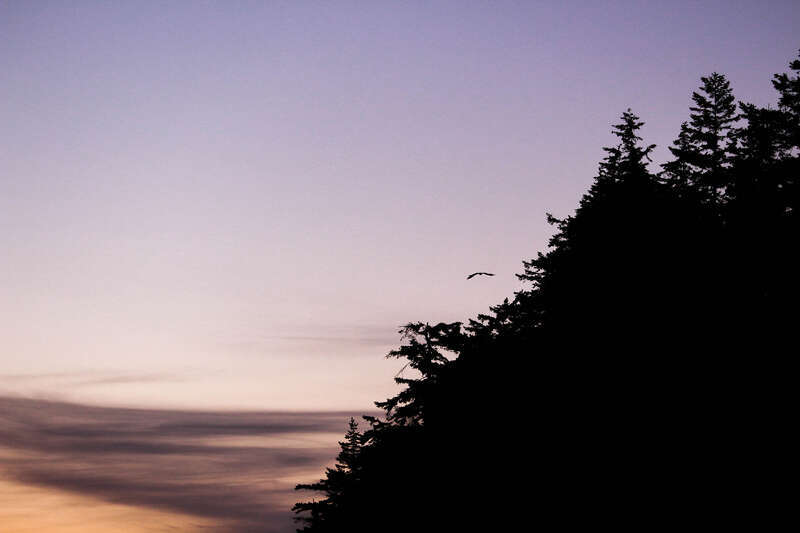 500px provided description: Nighttime flight over the Puget Sound. Bedtime for this bird. [#sky ,#birds ,#sunset ,#bird ,#nature ,#beach ,#sun ,#clouds ,#ocean ,#animals ,#summer ,#flight ,#animal ,#landscapes ,#sundown ,#washington ,#pacific ocean