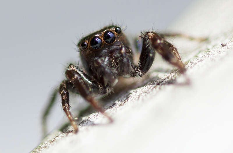500px provided description: This little guy just would not sit still for me. =P [#macro ,#animals ,#spider]