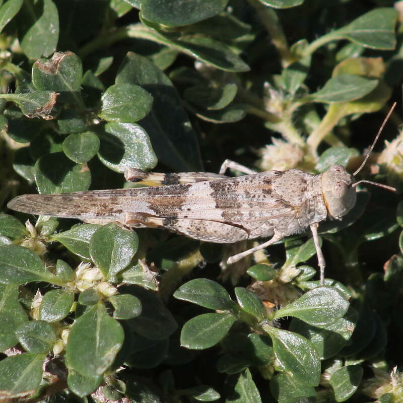 A grasshopper at Craig Ranch Park in North Las Vegas, Nevada.