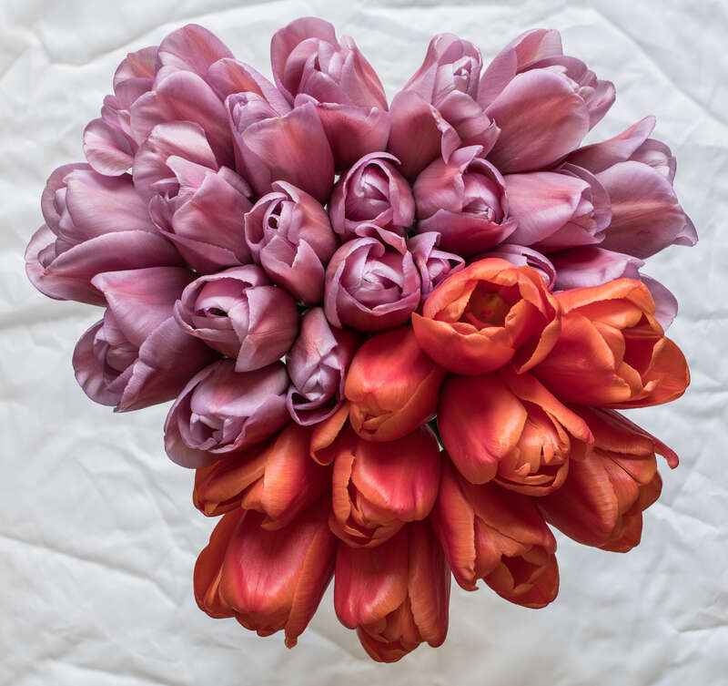 500px provided description: Ten pictures focus stack of tulip bouquet. The focus stacking is done using Photoshop CC Auto Aling and Auto Blend functionality. Chromatic aberrations and distortions corrected using Lightroom  before stacking. The light