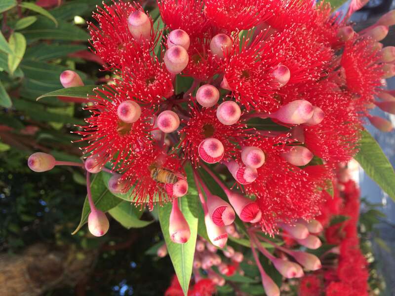 California, USA - August 2016