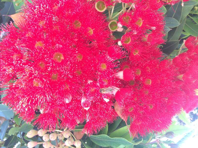 California, USA - August 2016