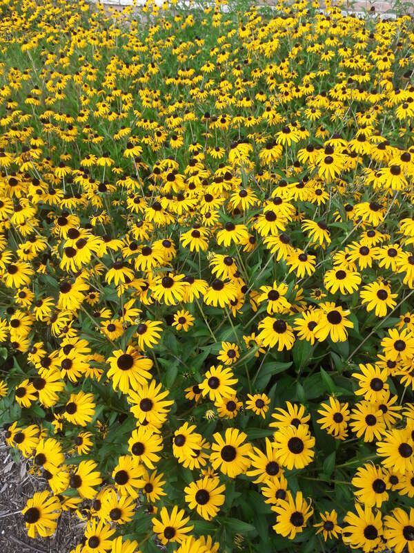 Yellow flowers black eye texas 2021