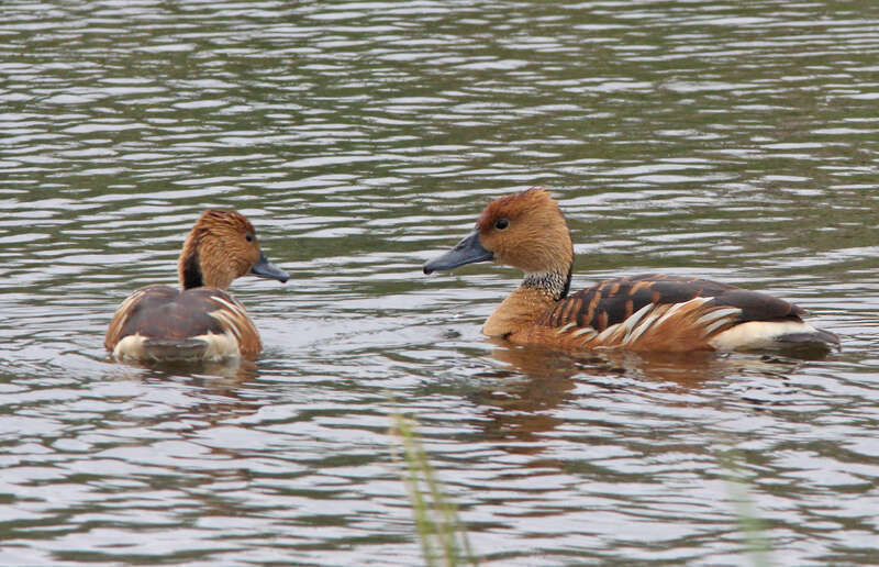 ABA AREA BIRDS: My Photo &quot;Life List&quot;