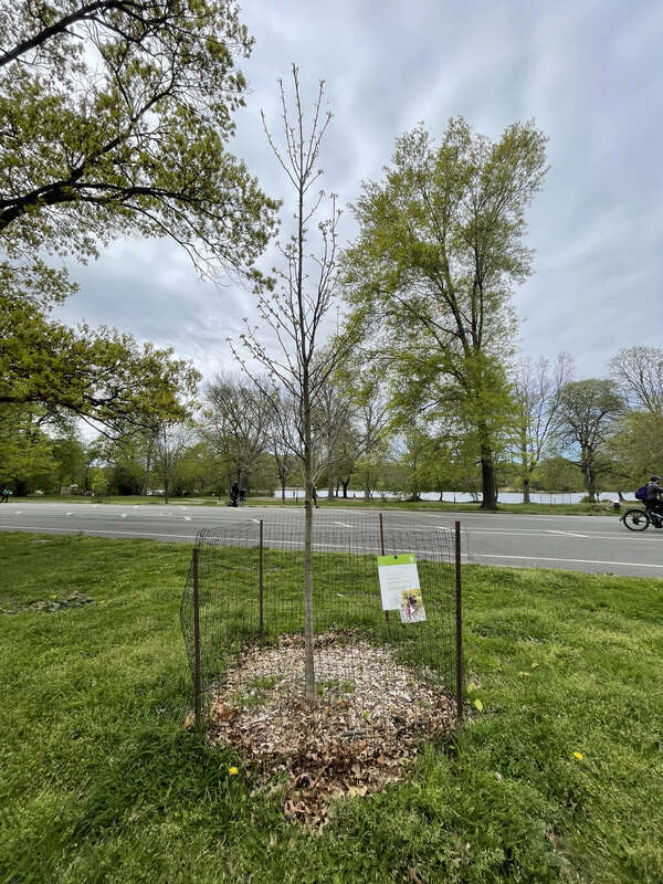 Prospect Park trees