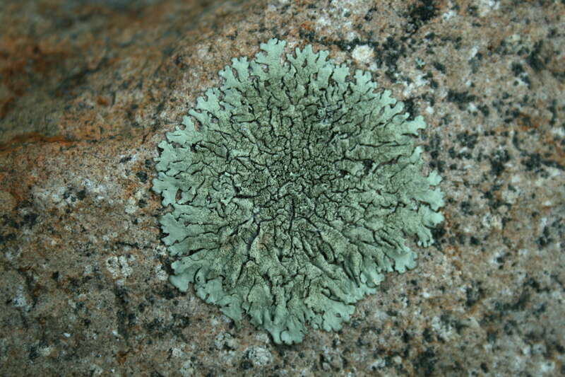 Lichen growing on a rock in Chapel Hill, North Carolina.