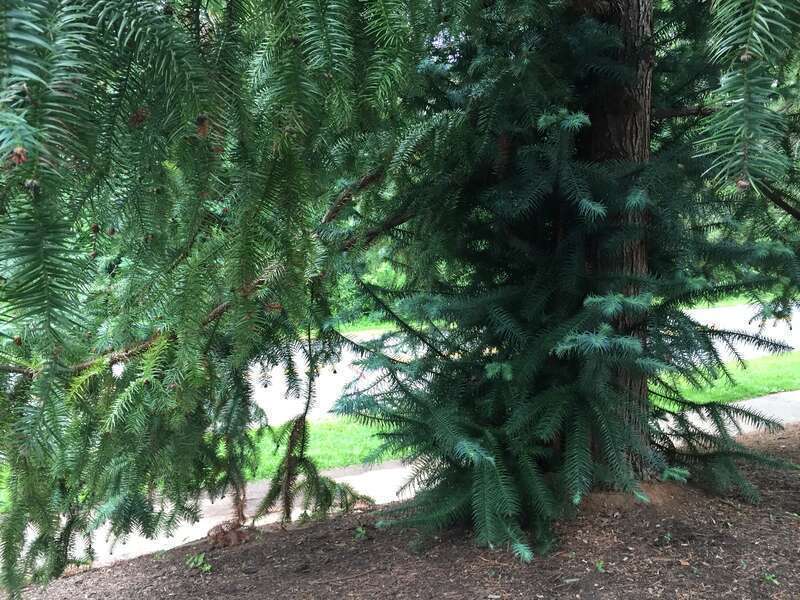 China-fir boughs, foliage and trunk along Copeley Road (Virginia State Route 302) near Seymour Road at the University of Virginia in Albemarle County, Virginia