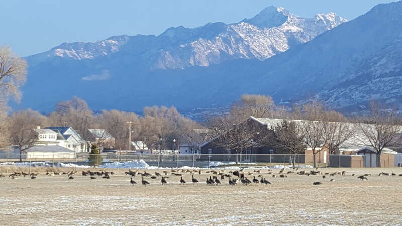 Draper, Utah U.S.A.   Canada geese in field in January.  Geese stay year round and stay in fields, golf courses, and parks for the winter.