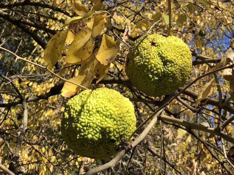 Osage orange fruit and autumn leaves still attached to a branch along County Route 518 (Lambertville-Hopewell Road) in East Amwell Township, Hunterdon County, New Jersey