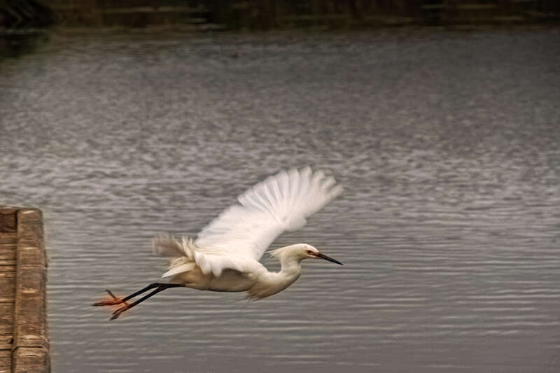 This Snowy Egret in Fremont, CA, is just taking off from the pier in a marsh.