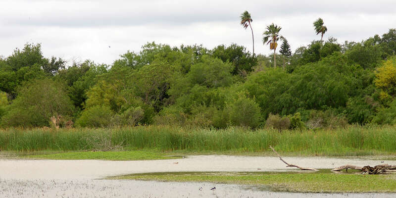 A resaca in Estero Llano Grande State Park, Hidalgo County, Texas, USA