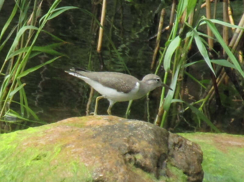 Actitis macularius (Scolopacidae) - (adult), Lake Ontario (NY), United States