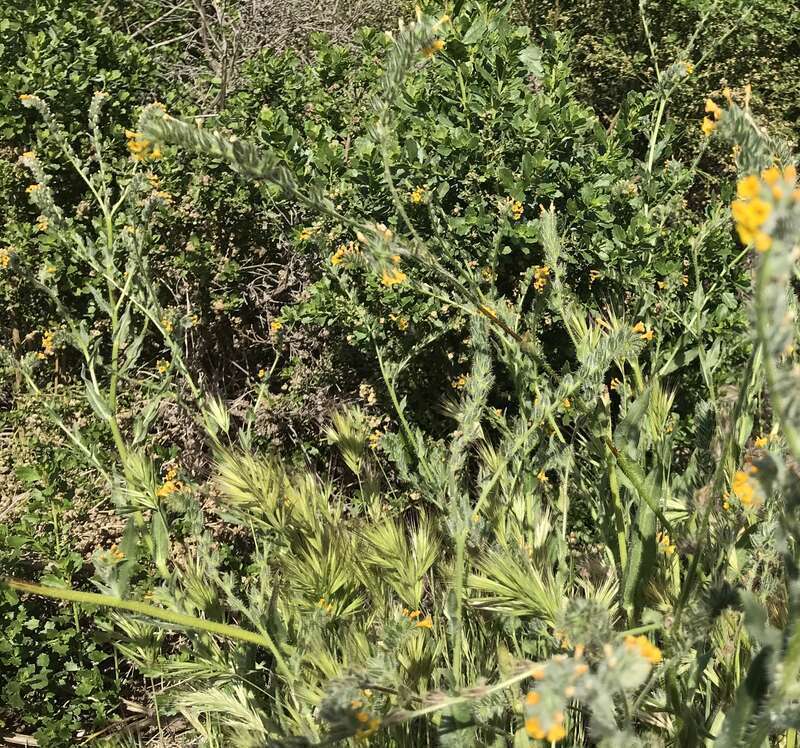 Aliso and Wood Canyons Wilderness Park