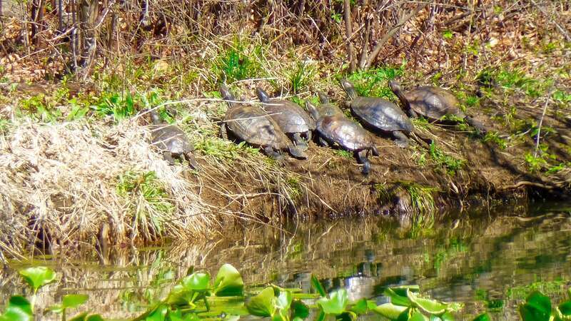 Allen Pond Park Apr 9, 2017, 9-26 AM_edit