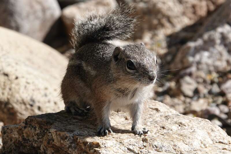 Harris' Antelope Squirrel (Ammospermophilus harrisii)