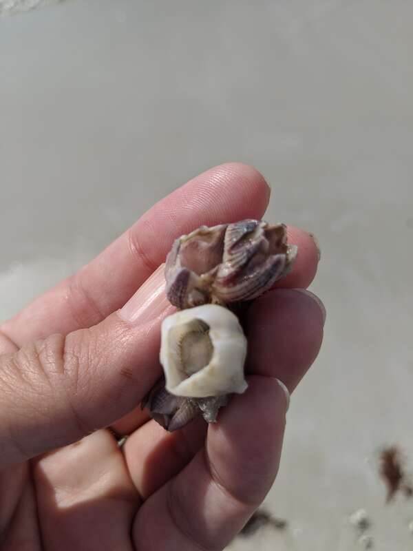 Reticulated Barnacle (Amphibalanus reticulatus)