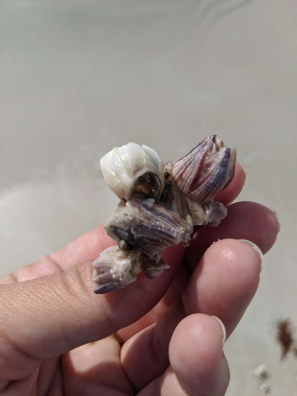 Reticulated Barnacle (Amphibalanus reticulatus)