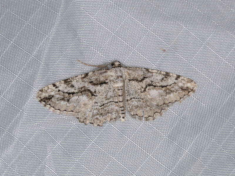 Anavitrinella pampinaria (Guenée, 1857), to actinic light, Mitchell Canyon, Mount Diablo State Park, California, USA, 4 June 2018