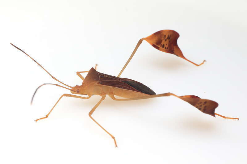 Flag-footed Bug (Anisoscelis affinis)