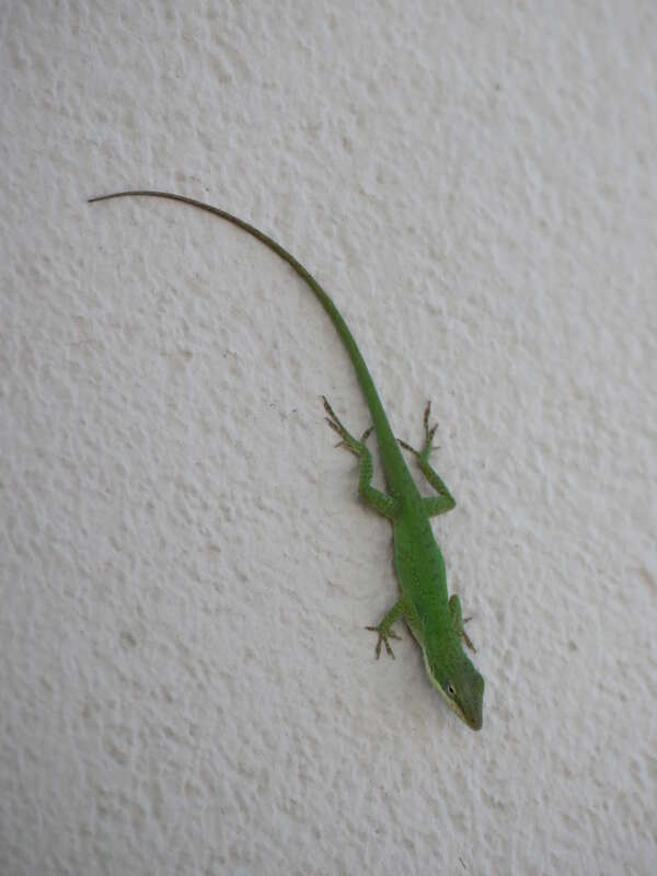 Anolis carolinensis Voigt, 1832, Gainesville, Florida, USA, 3 November 2017