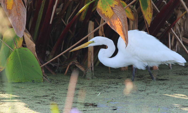 Great Egret, hunting