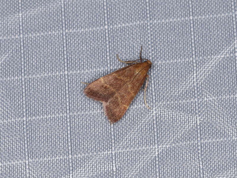 Arta epicoenalis Ragonot, 1891, to actinic light, Mitchell Canyon, Mount Diablo State Park, California, USA, 4 June 2018