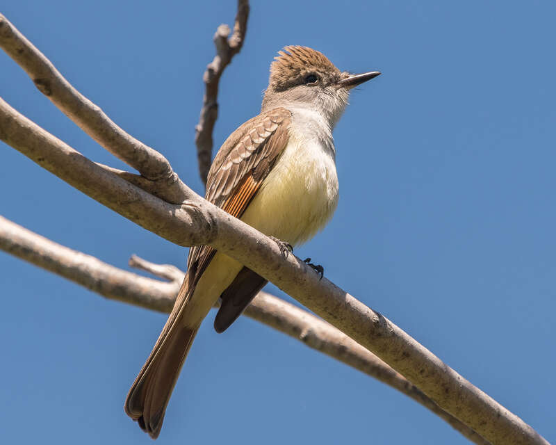 Black Diamond Mines Regional Preserve, Antioch, California