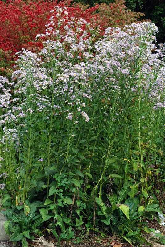 Aster tataricus