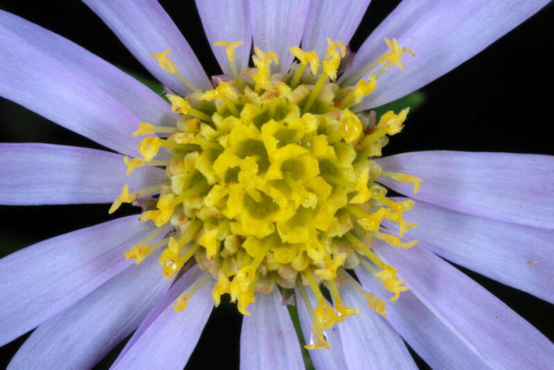 Aster tataricus