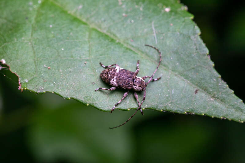 Astylopsis macula in the United States