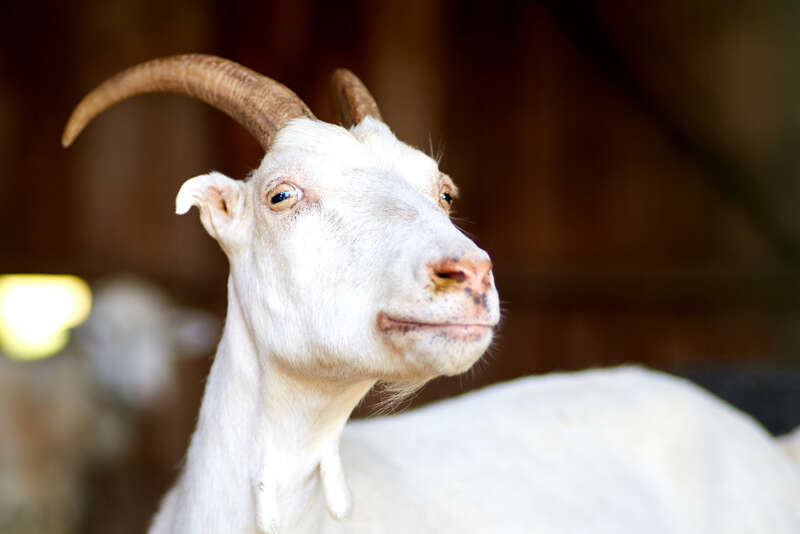 500px provided description: Goat [#portrait ,#nature ,#cute ,#one ,#goat ,#mammal ,#domestic ,#no person]
