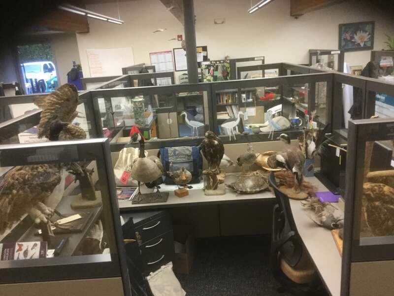 The Classroom and hall at Jackson Bottom Wetlands Preserve were being painted last week. So some of the bird specimens were in temporary storage in the office area. And there is one turtle there, too.