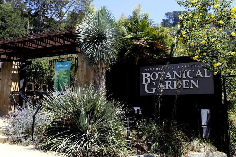 Entrance to the Berkeley botanical garden featuring Trachycarpus Palm and large Yucca rostrada