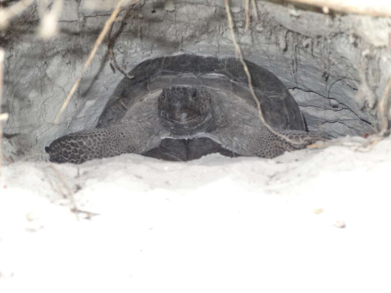 gopher tortoise in Bowditch Point Park, Fort Myers Beach