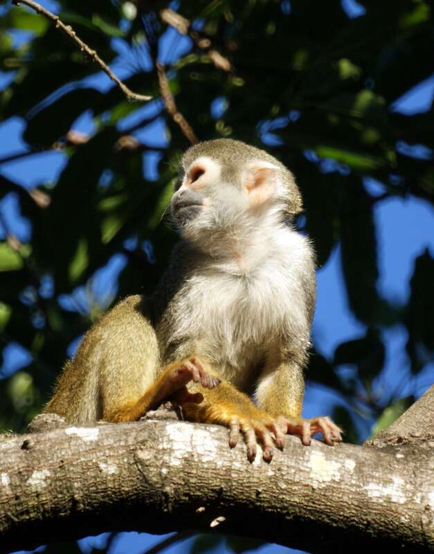 Squirrel monkeys roam freely on the 35 acre grounds of the Bonnet House Museum &amp;amp; Gardens in Fort Lauderdale, Florida.