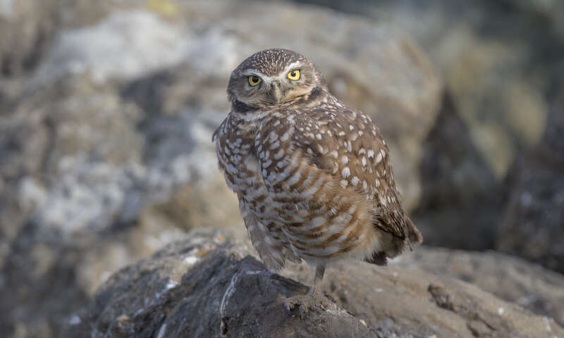 Burrowing Owl - Point Isabel Regional Shoreline, Richmond, Contra Costa County, California