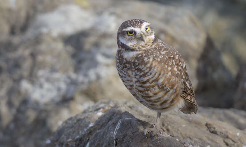Burrowing Owl - Point Isabel Regional Shoreline, Richmond, Contra Costa County, California